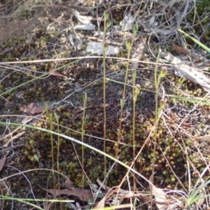 Speculantha rubescens at Canberra Central, ACT - 31 Mar 2017