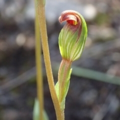 Speculantha rubescens at Canberra Central, ACT - 31 Mar 2017