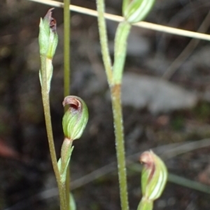 Speculantha rubescens at Canberra Central, ACT - 31 Mar 2017