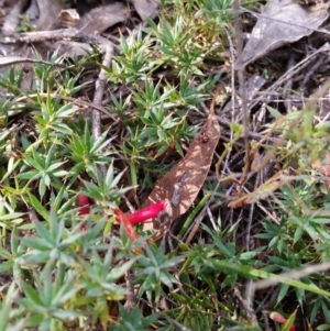 Styphelia humifusum at Jerrabomberra, NSW - 2 Apr 2017