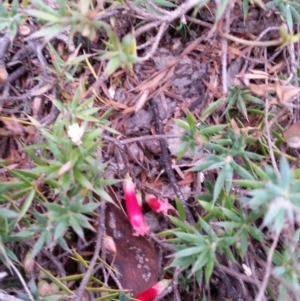 Styphelia humifusum at Jerrabomberra, NSW - 2 Apr 2017