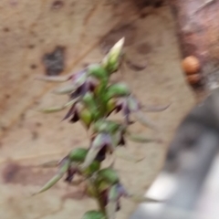 Corunastylis clivicola (Rufous midge orchid) at Mount Jerrabomberra - 2 Apr 2017 by roachie