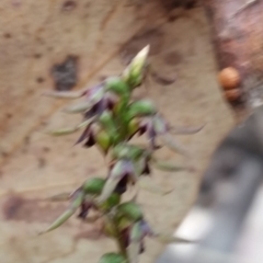 Corunastylis clivicola (Rufous midge orchid) at Jerrabomberra, NSW - 2 Apr 2017 by roachie