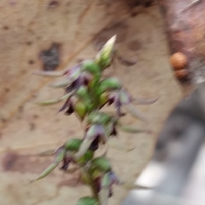 Corunastylis clivicola (Rufous midge orchid) at Mount Jerrabomberra - 2 Apr 2017 by roachie