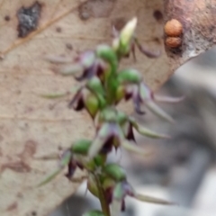 Corunastylis clivicola at Jerrabomberra, NSW - suppressed