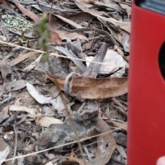 Corunastylis clivicola at Jerrabomberra, NSW - suppressed