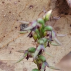 Corunastylis clivicola at Jerrabomberra, NSW - suppressed