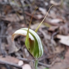 Diplodium ampliatum (Large Autumn Greenhood) at Jerrabomberra, NSW - 2 Apr 2017 by roachie