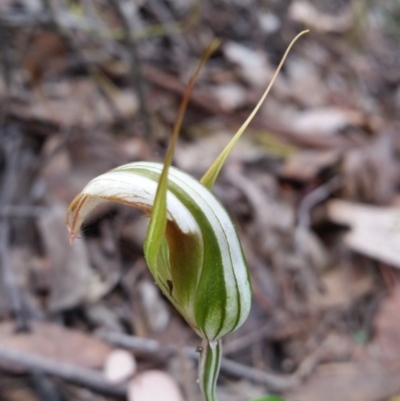 Diplodium ampliatum (Large Autumn Greenhood) at Mount Jerrabomberra - 2 Apr 2017 by roachie