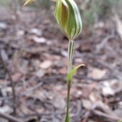 Diplodium ampliatum at Jerrabomberra, NSW - suppressed