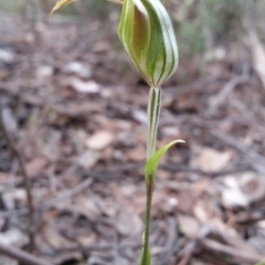 Diplodium ampliatum at Jerrabomberra, NSW - 2 Apr 2017