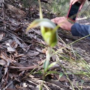 Diplodium ampliatum at Jerrabomberra, NSW - suppressed