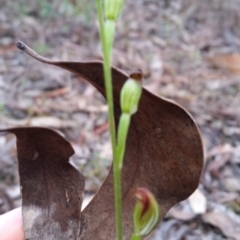 Speculantha rubescens (Blushing Tiny Greenhood) at QPRC LGA - 2 Apr 2017 by roachie