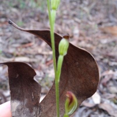 Speculantha rubescens (Blushing Tiny Greenhood) at QPRC LGA - 2 Apr 2017 by roachie