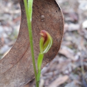 Speculantha rubescens at Jerrabomberra, NSW - 2 Apr 2017