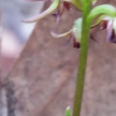 Corunastylis clivicola (Rufous midge orchid) at Mount Jerrabomberra - 2 Apr 2017 by roachie