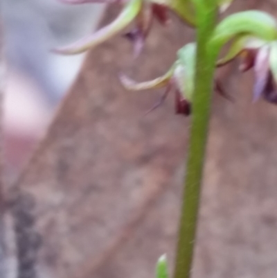 Corunastylis clivicola (Rufous midge orchid) at Mount Jerrabomberra QP - 2 Apr 2017 by roachie