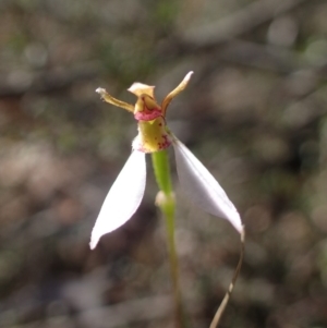 Eriochilus cucullatus at Canberra Central, ACT - 31 Mar 2017