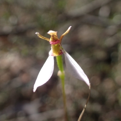 Eriochilus cucullatus (Parson's Bands) at Black Mountain - 31 Mar 2017 by DerekC