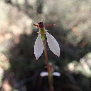 Eriochilus cucullatus at Canberra Central, ACT - 31 Mar 2017