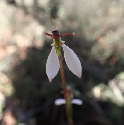 Eriochilus cucullatus (Parson's Bands) at Canberra Central, ACT - 31 Mar 2017 by DerekC