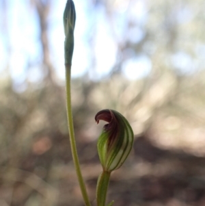 Speculantha rubescens at Canberra Central, ACT - 31 Mar 2017