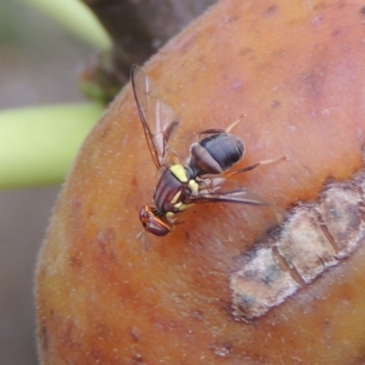 Bactrocera (Bactrocera) tryoni (Queensland fruit fly) at Pollinator-friendly garden Conder - 16 Mar 2017 by michaelb