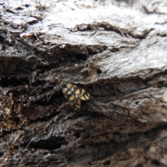 Asura lydia (Lydia Lichen Moth) at Mount Majura - 27 Mar 2017 by Qwerty