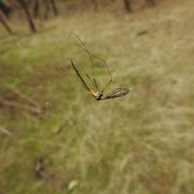 Tipulidae sp. (family) (Unidentified Crane Fly) at Mount Majura - 27 Mar 2017 by Qwerty