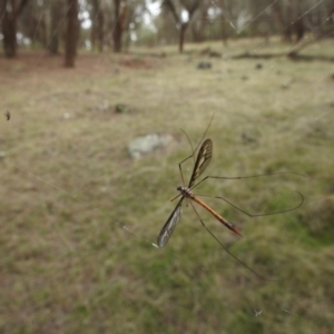 Tipulidae sp. (family) at Hackett, ACT - 28 Mar 2017