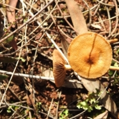 zz agaric (stem; gills not white/cream) at Hackett, ACT - 29 Mar 2017 by Qwerty