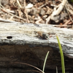 Neoaratus hercules (Herculean Robber Fly) at Mount Majura - 27 Mar 2017 by Qwerty