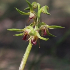 Corunastylis cornuta (Horned Midge Orchid) at Gundaroo, NSW - 30 Mar 2017 by MaartjeSevenster