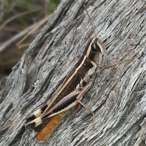 Macrotona australis at Belconnen, ACT - 3 Apr 2017 12:55 PM