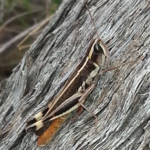 Macrotona australis at Belconnen, ACT - 3 Apr 2017