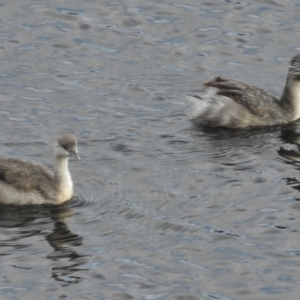 Poliocephalus poliocephalus at Paddys River, ACT - 3 Apr 2017