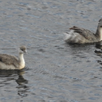 Poliocephalus poliocephalus (Hoary-headed Grebe) at Cotter Reservoir - 3 Apr 2017 by JohnBundock