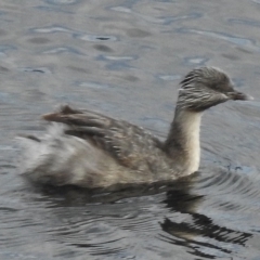 Poliocephalus poliocephalus at Paddys River, ACT - 3 Apr 2017