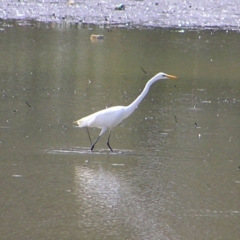 Ardea alba (Great Egret) at Upper Stranger Pond - 2 Apr 2017 by MatthewFrawley