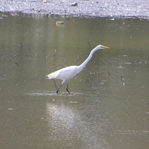 Ardea alba at Isabella Plains, ACT - 2 Apr 2017