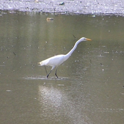 Ardea alba (Great Egret) at Isabella Plains, ACT - 2 Apr 2017 by MatthewFrawley