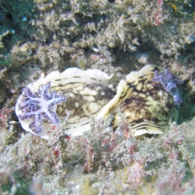 Aphelodoris varia (Aphelodoris varia) at Tathra, NSW - 2 Apr 2017 by megan.l.head@gmail.com