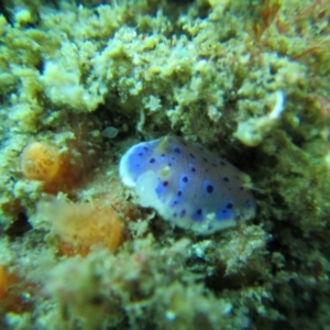 Chromodoris thompsoni at Tathra, NSW - 2 Apr 2017 12:00 AM