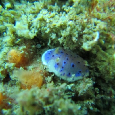Chromodoris thompsoni at Tathra, NSW - 2 Apr 2017 by megan.l.head@gmail.com