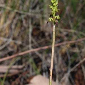 Corunastylis clivicola at Gundaroo, NSW - suppressed