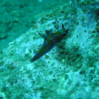 Tambja verconis (Vercos nudibranch) at Tathra, NSW - 1 Apr 2017 by megan.l.head@gmail.com