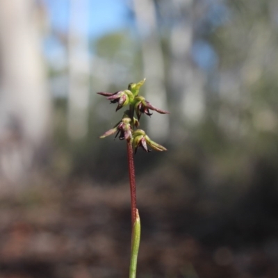 Corunastylis clivicola (Rufous midge orchid) at Gundaroo, NSW - 2 Apr 2017 by MaartjeSevenster