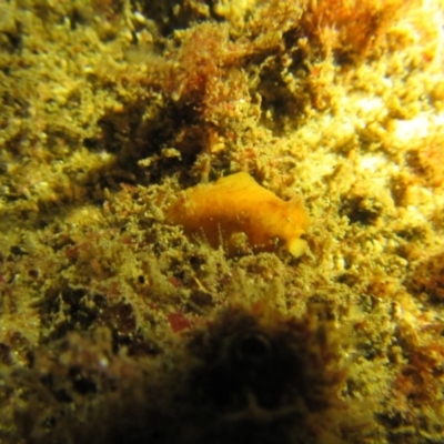 Unverified at Tathra, NSW - 1 Apr 2017 by megan.l.head@gmail.com