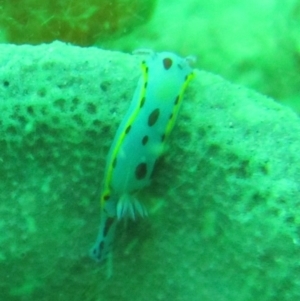 Hypselodoris bennetti at Merimbula, NSW - 1 Apr 2017