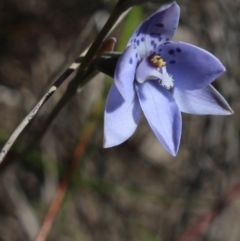 Thelymitra juncifolia (Dotted Sun Orchid) at Gundaroo, NSW - 7 Nov 2016 by MaartjeSevenster